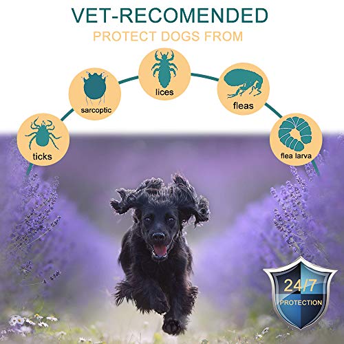 Collier Anti Puces Tiques Chien Huiles Naturelles pour Protection de 8 Mois Petit à Très Grand Chien Gris Universel